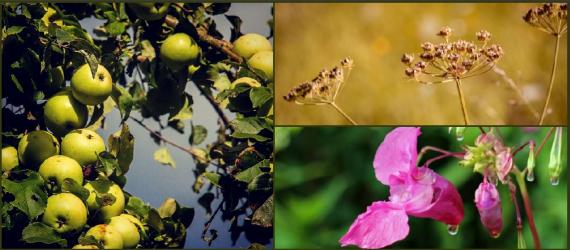 TicketEase - Sell Tickets Online - Foraging Walks at the Cider Festival, Bodiam
